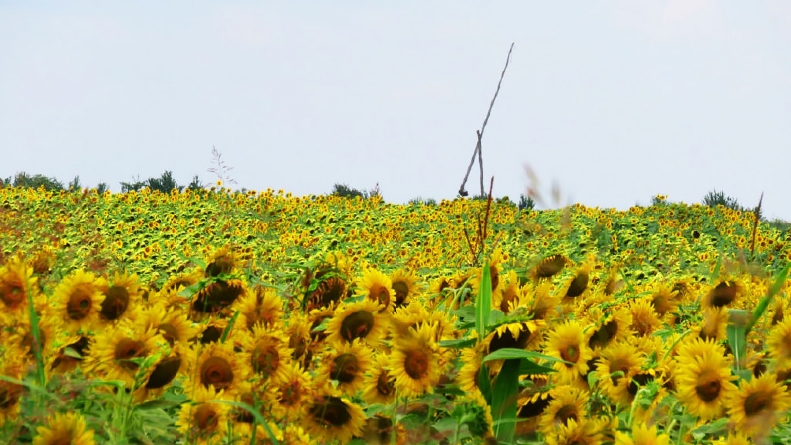 Bucharest Surroundings by Bike