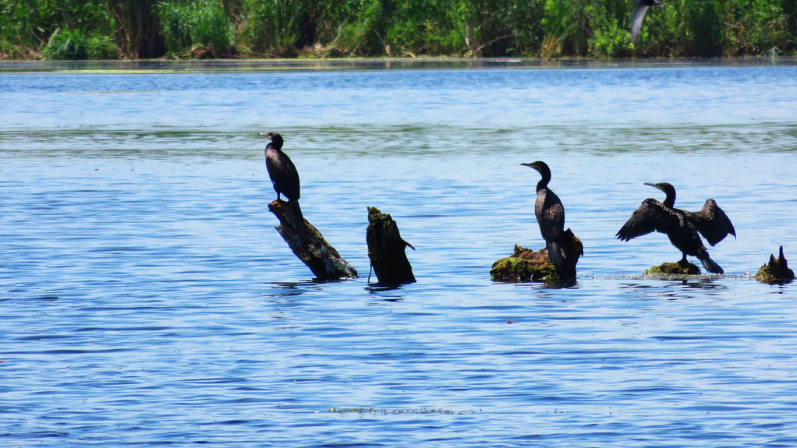 Danube Delta by Bike & Boat