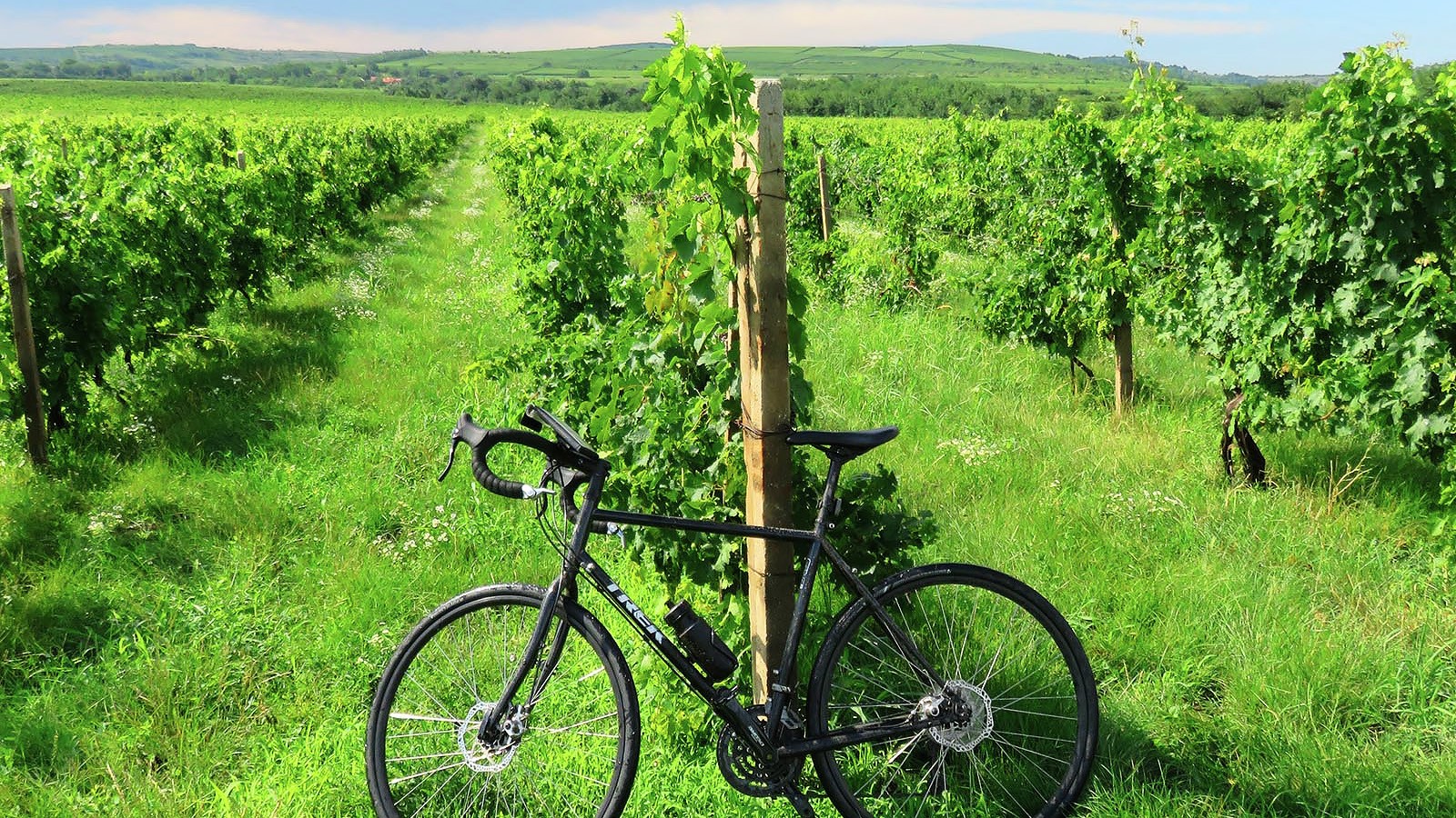 Wine Route by Bike