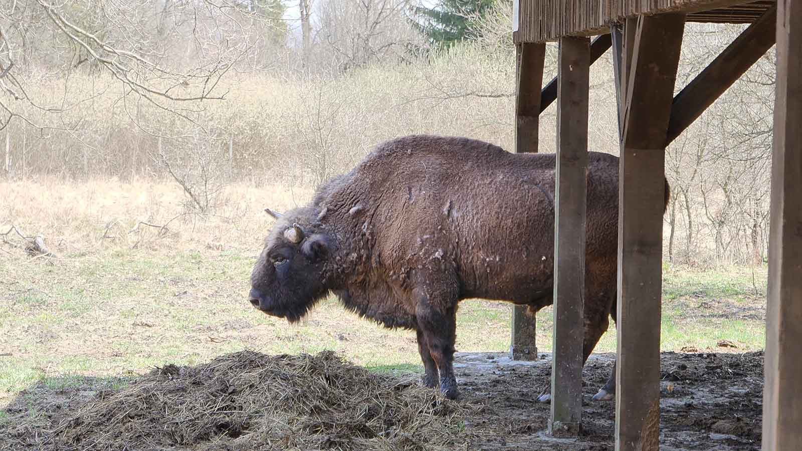 Photo safari cu zimbri in Tinutul Zimbrului