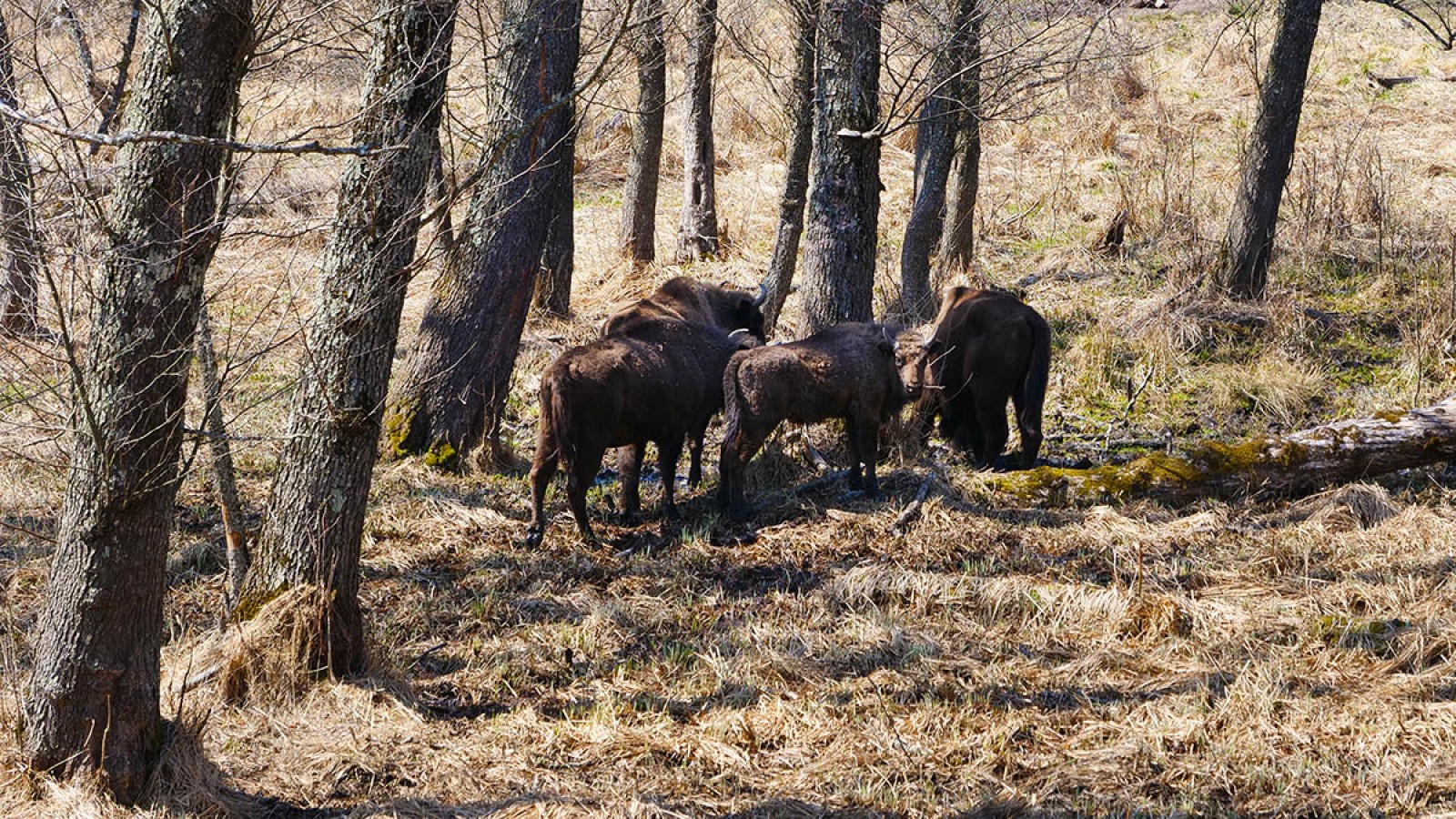 Photo safari cu zimbri in Tinutul Zimbrului