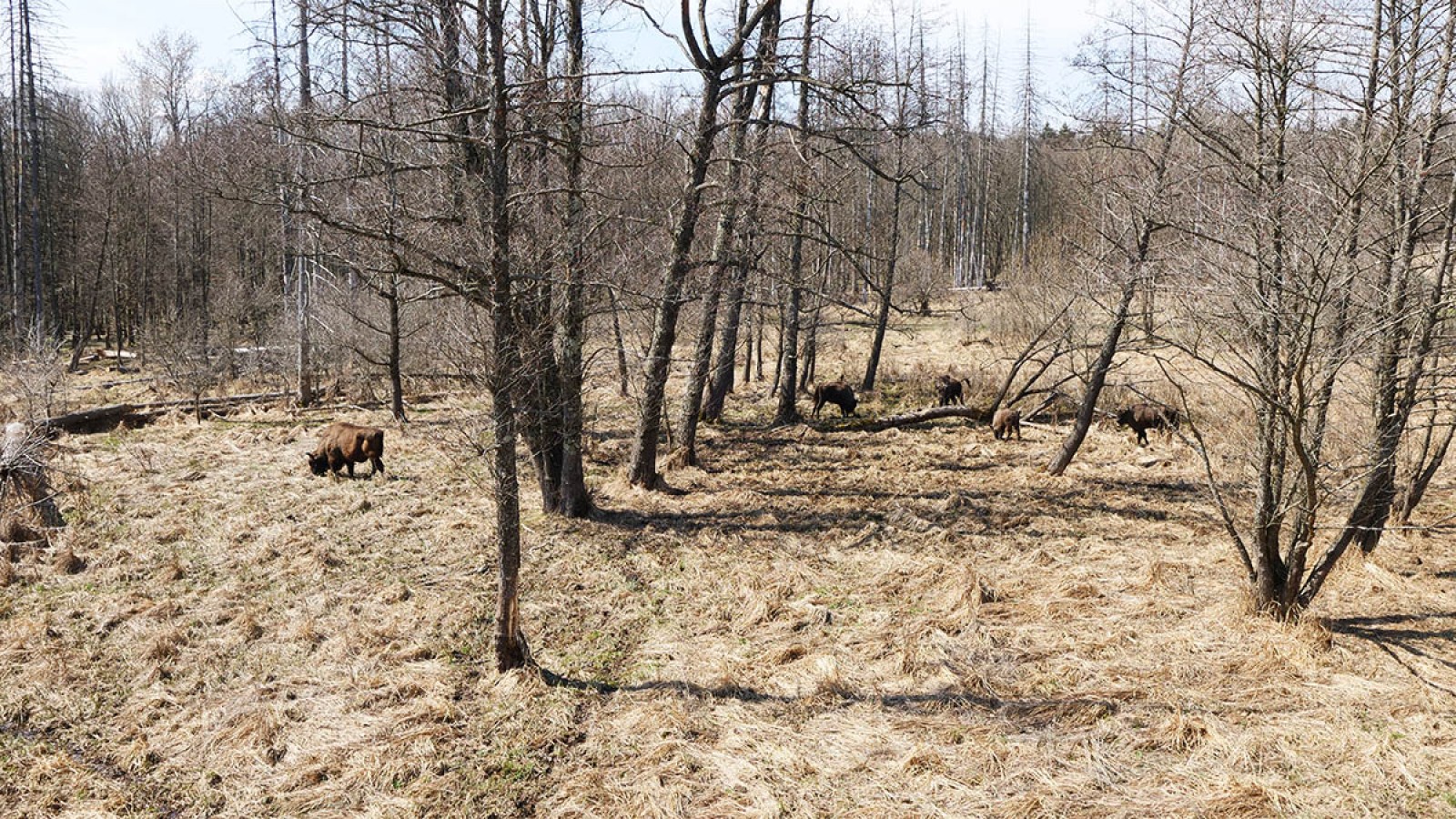 Photo safari cu zimbri in Tinutul Zimbrului